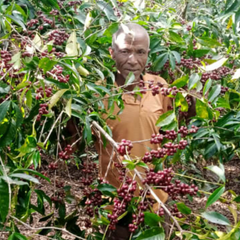 Man standing among coffee trees with ripe coffee berries