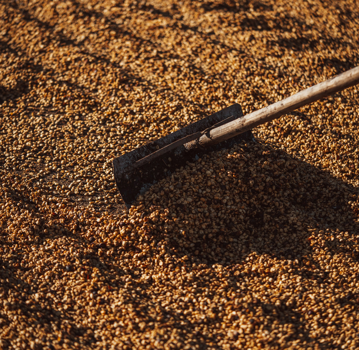 Ax lying on a coffee bed surface