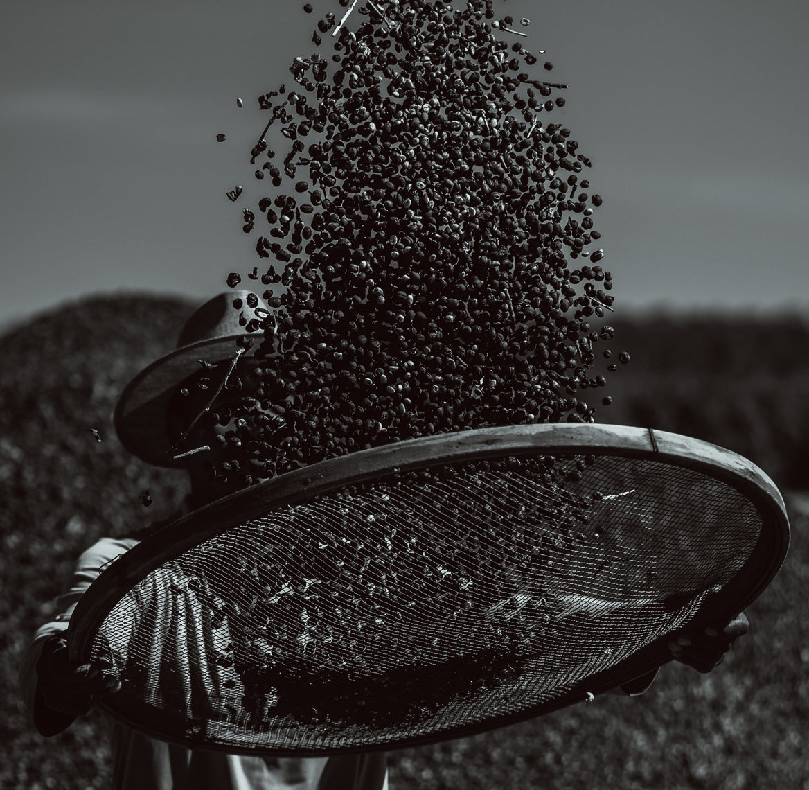Black coffee seeds being poured from a strainer against a blurred natural background
