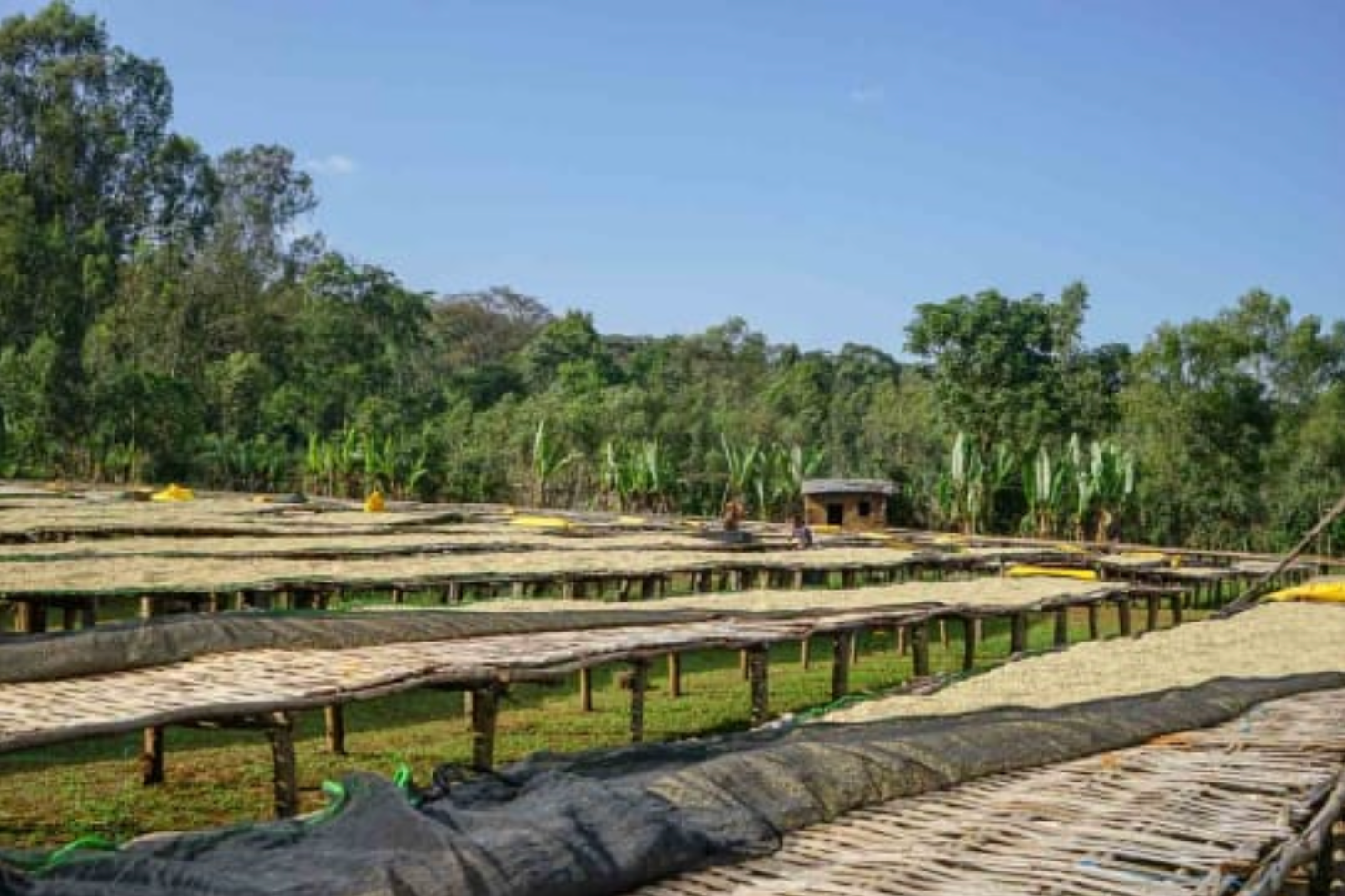 Outdoor drying racks with coffee beans under a clear blue sky