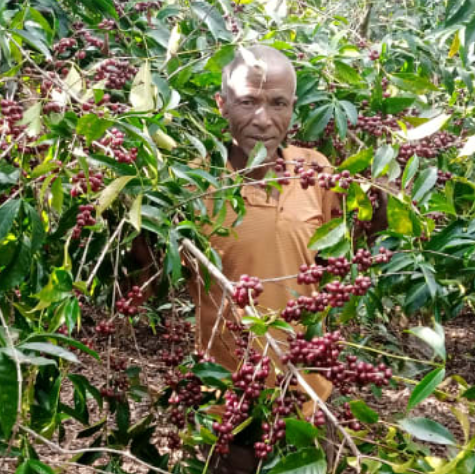 Man standing among coffee trees with ripe coffee berries